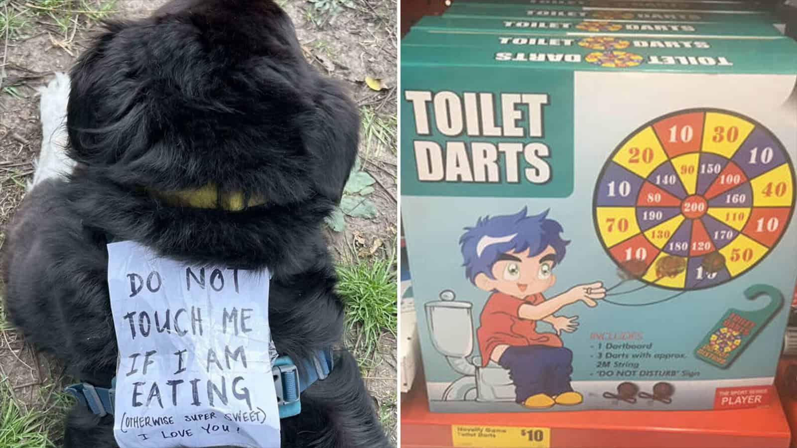 Dog with a sign saying 'Do not touch me if I am eating'.