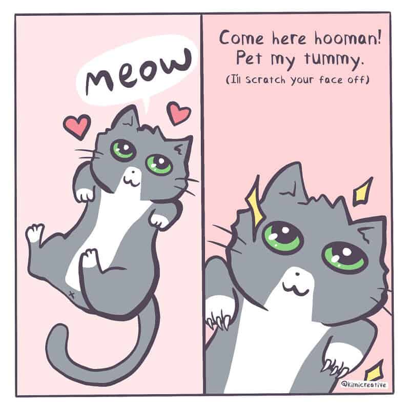 Cute gray cat with big green eyes, saying 'meow' and asking to pet its tummy.