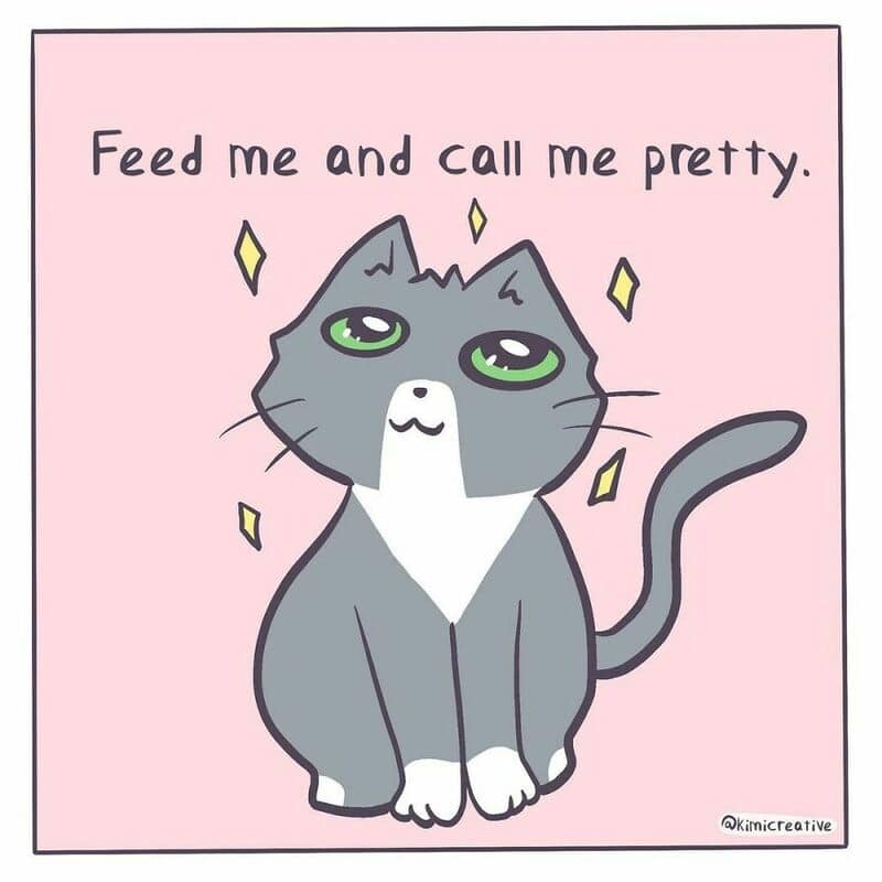 Cute gray cat with green eyes and a white chest, with the text 'Feed me and call me pretty.'.