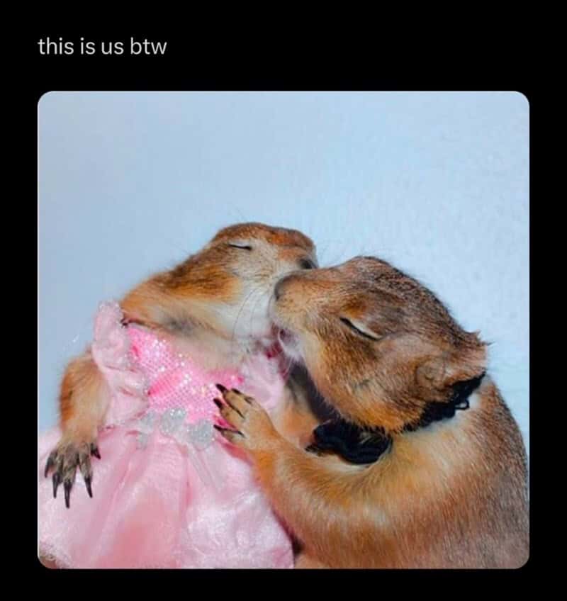 Two prairie dogs, one in a pink dress, sharing a kiss with the other.
