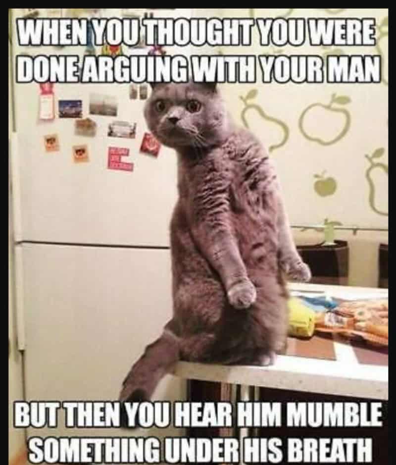 A cat standing on its hind legs with a surprised expression, in a kitchen.