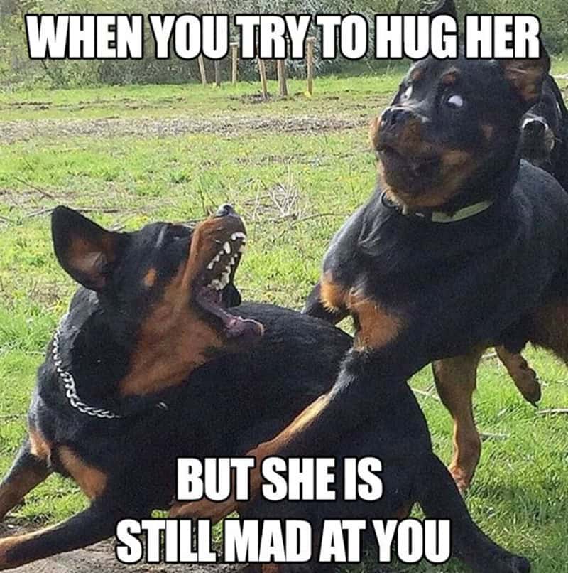 Two dogs playfully fighting with text about trying to hug but upsetting her.