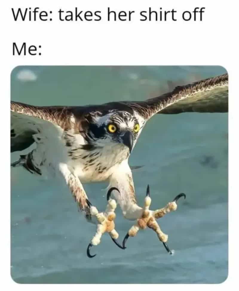 Wife takes her shirt off, me with a hawk grabbing two pieces of bread.