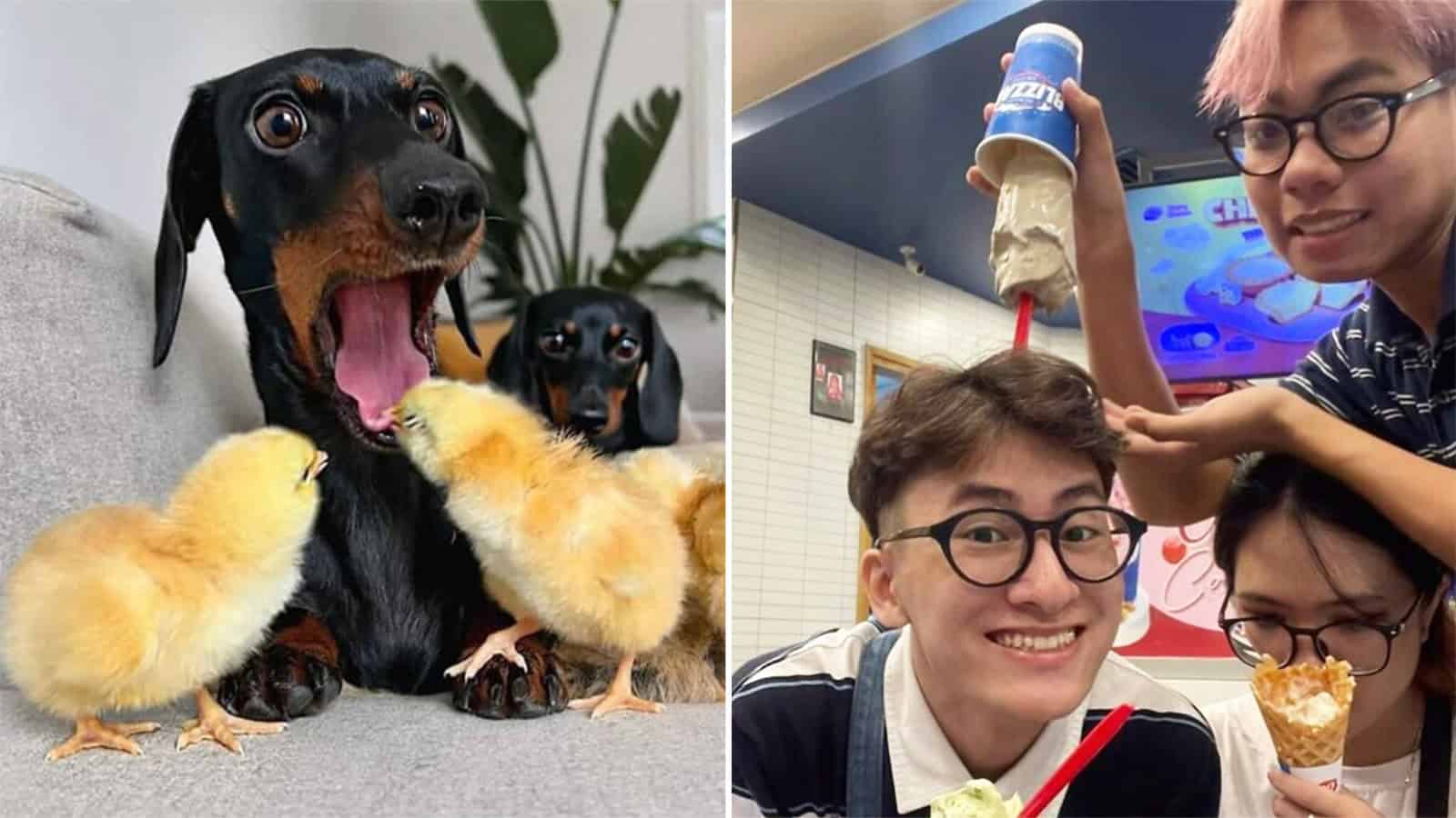 Dogs and ducks with paws and wings close-up, funny and adorable.