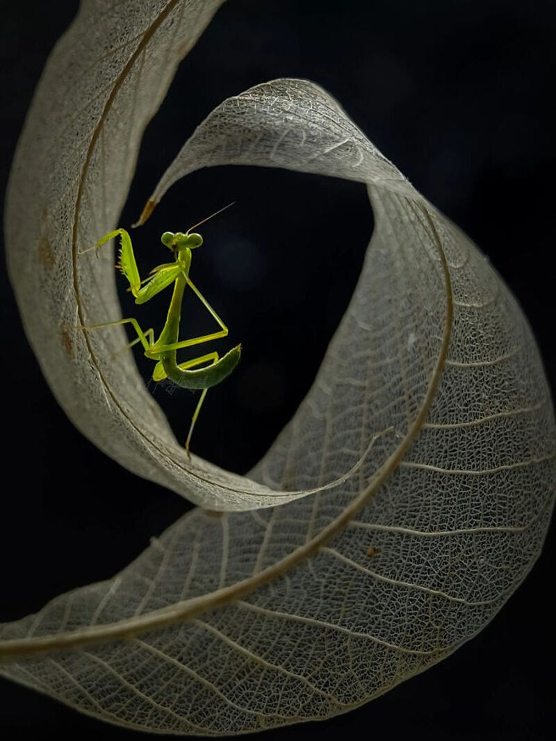 Close-up of a green praying mantis on a curled leaf.