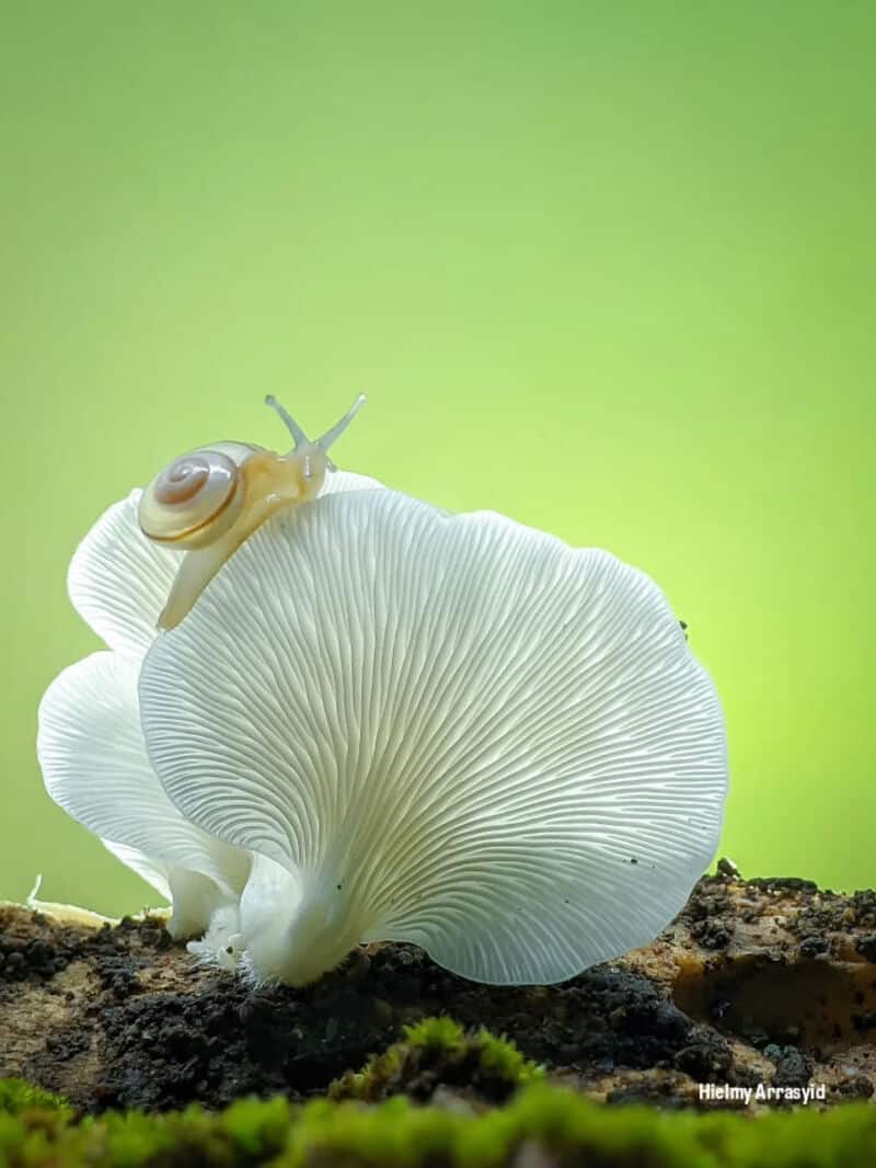 Snail on a white mushroom with a green background.