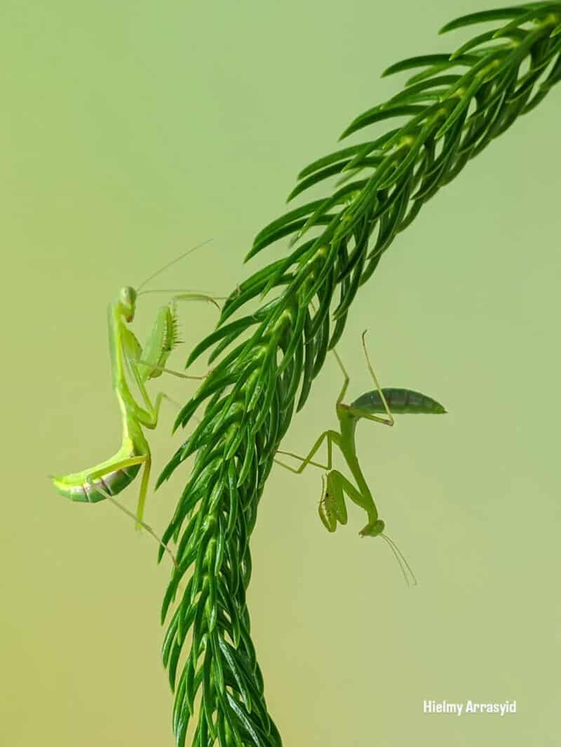Close-up of two praying mantises on a green plant stem.