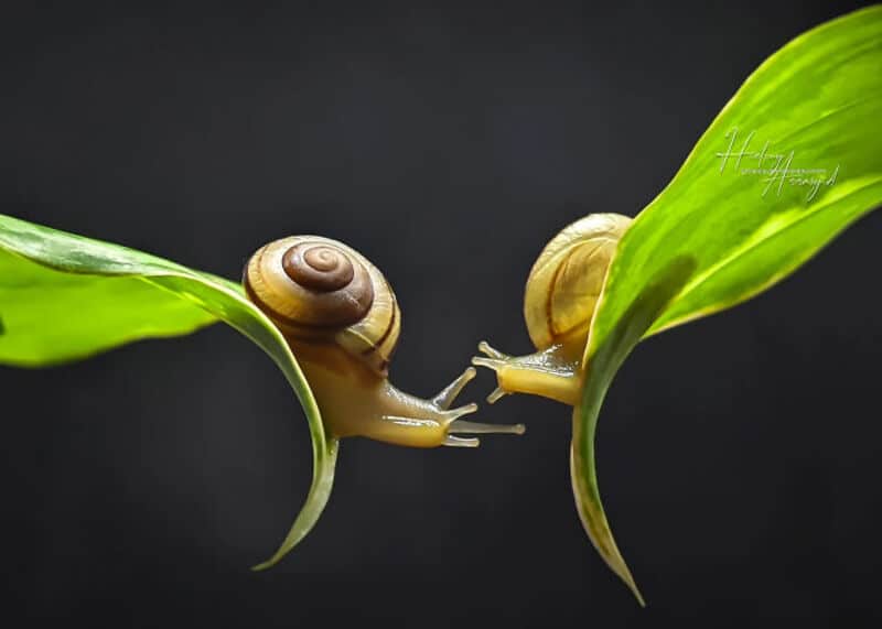 Two snails on green leaves with a dark background.