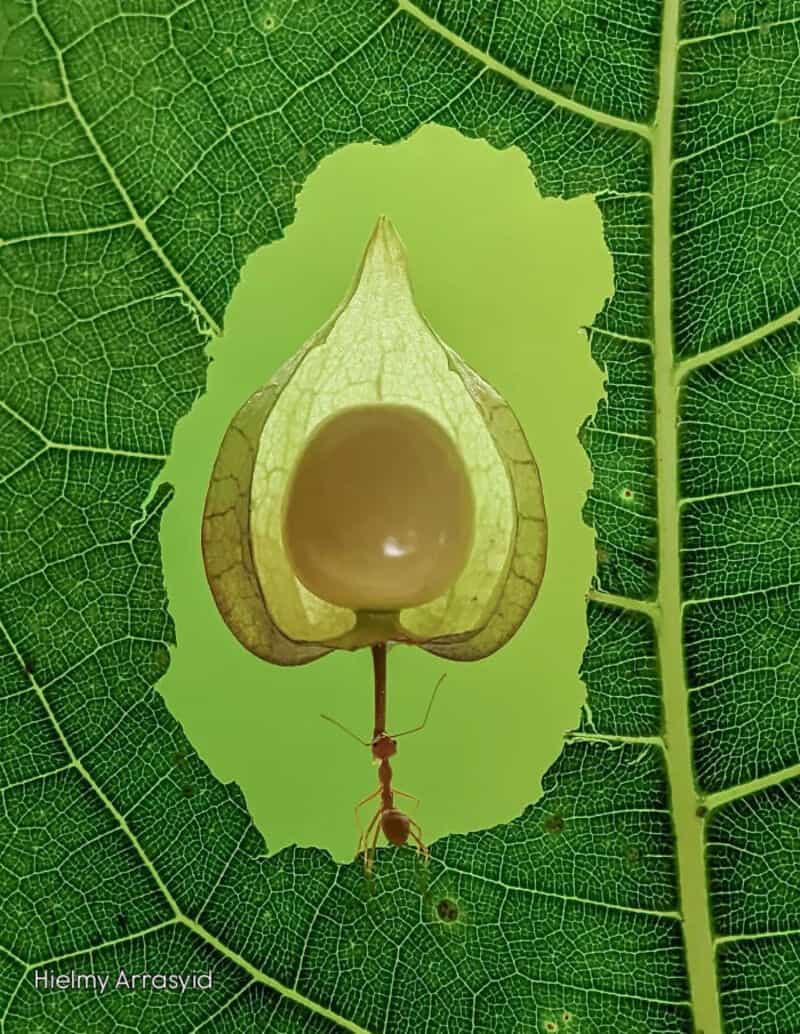 Close-up of an ant under a seed pod on a green leaf with a hole.