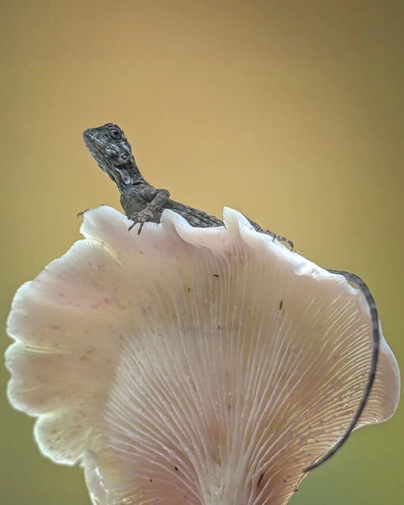 Close-up of a tiny lizard on a mushroom cap with a blurred background.