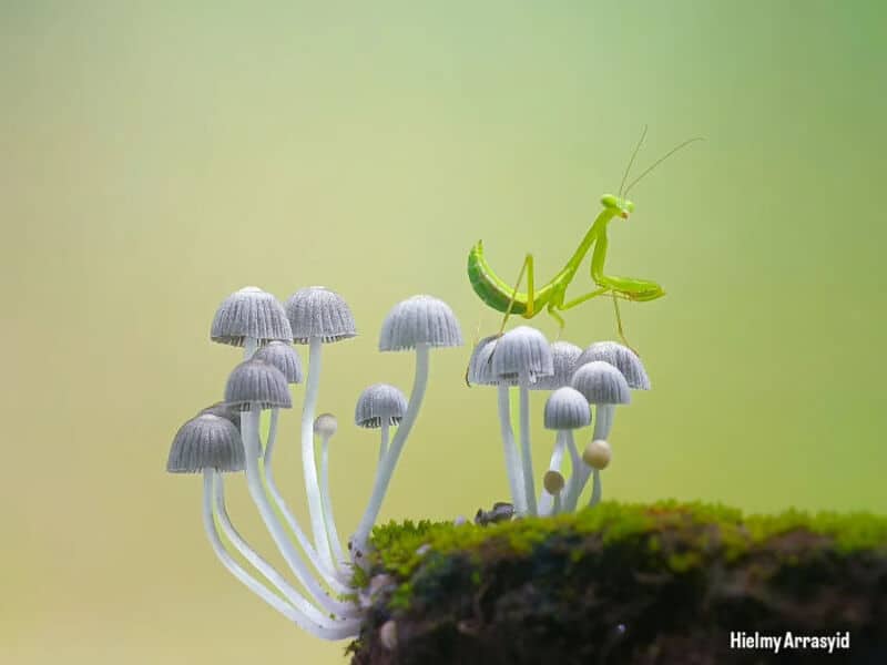 Close-up of a praying mantis on mushrooms with a green background.
