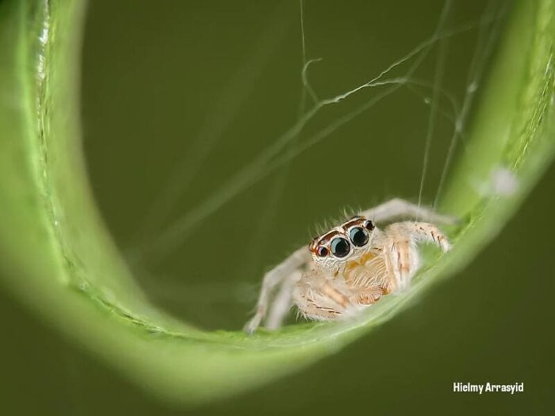 Close-up of a jumping spider inside a green plant stem.