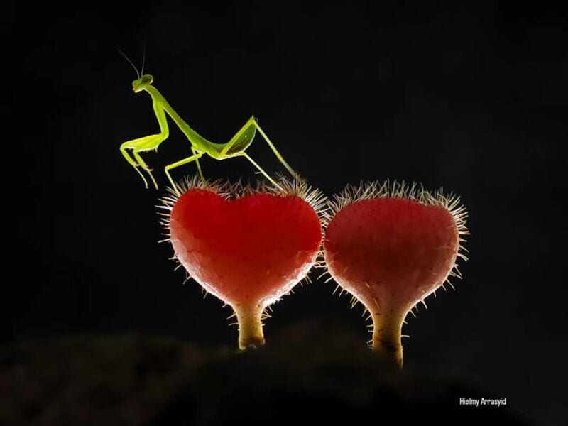 Praying mantis on two heart-shaped fungi with black background.