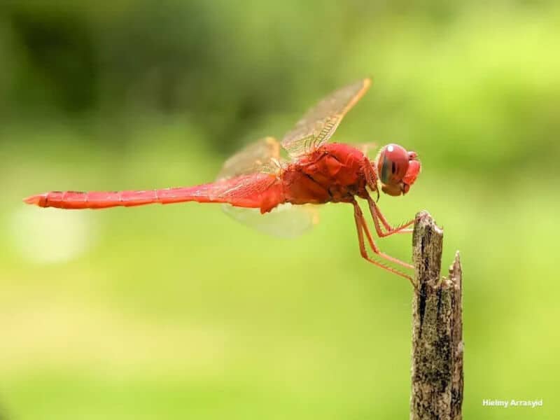 Close-up of a red dragonfly perched on a small branch.