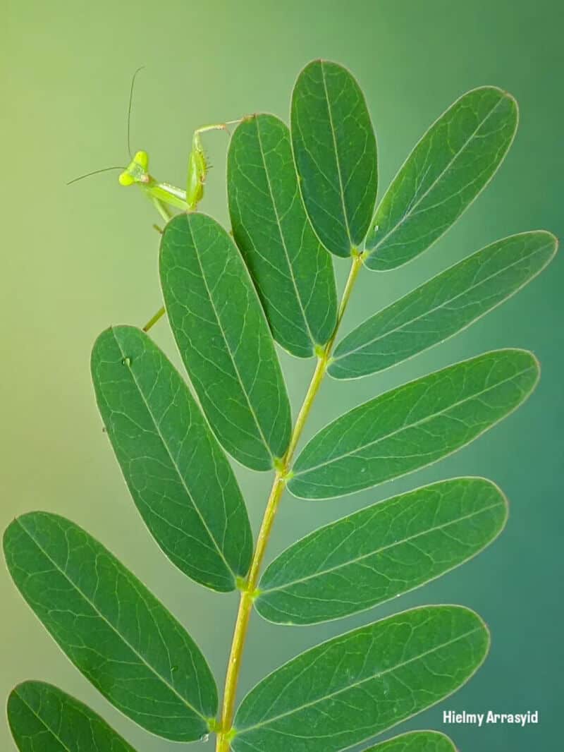 Praying mantis on green leaves, macro photography by Hielmy Arrasyid.