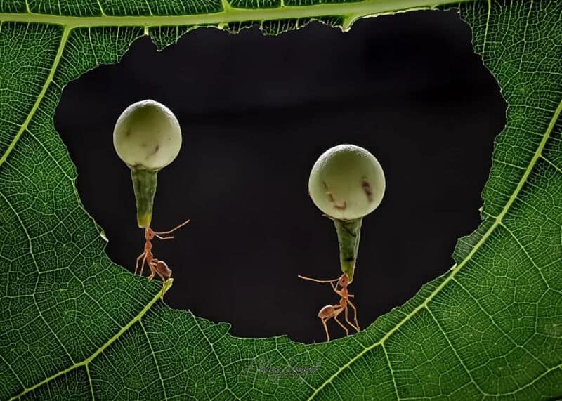 Two ants carry eggs through a leaf hole with a black background.