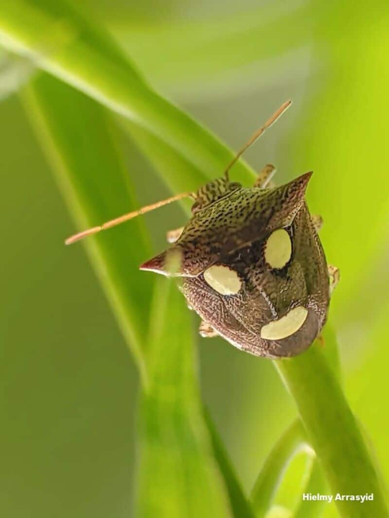 Close-up of a butterfly on green plant with yellow spots and antennae.