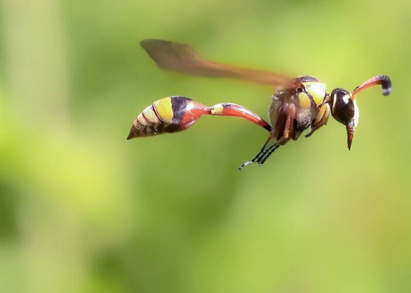 Close-up of a wasp in flight with detailed body and wings.