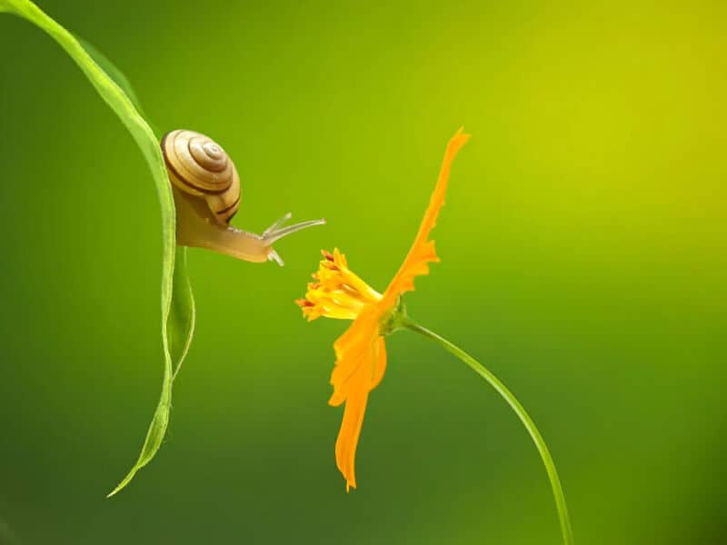 Close-up of a snail on a green leaf and a yellow flower with a long stem.