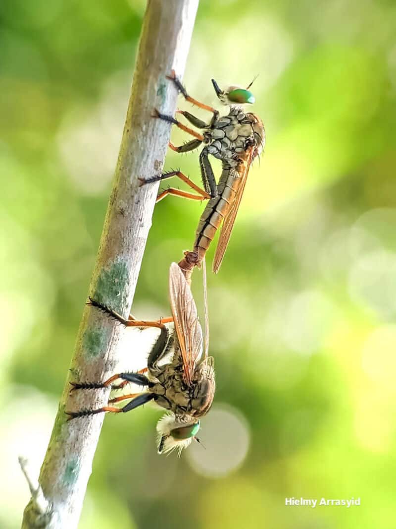 Dragonfly catching a small insect on a green plant stem.