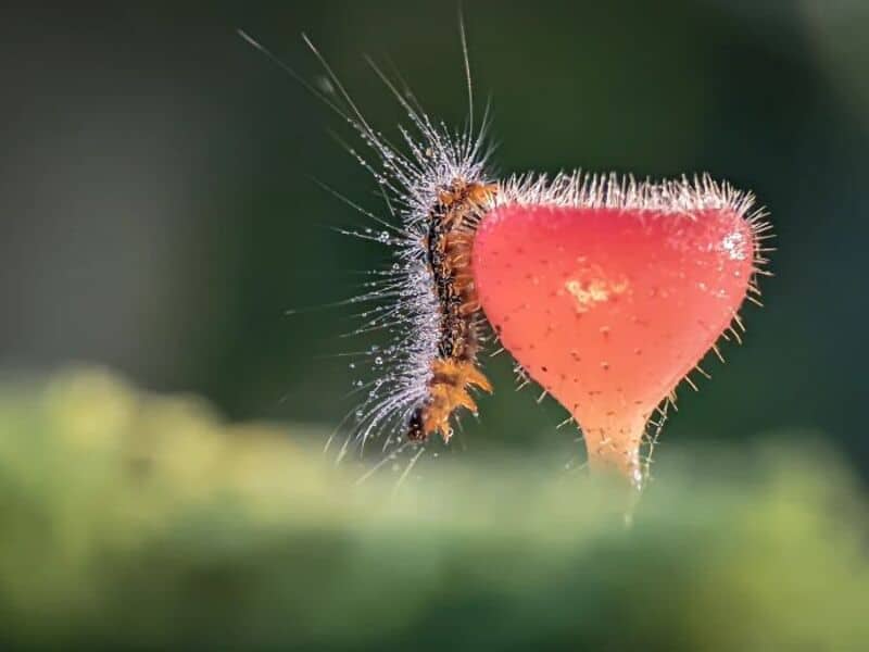 Close-up of a caterpillar on a pink heart-shaped leaf.