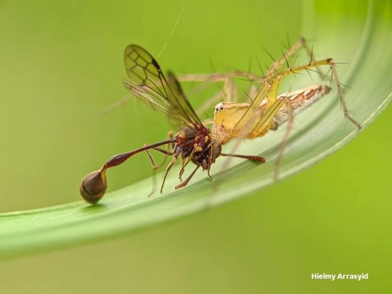 Close-up of a wasp capturing a small insect on a green leaf.