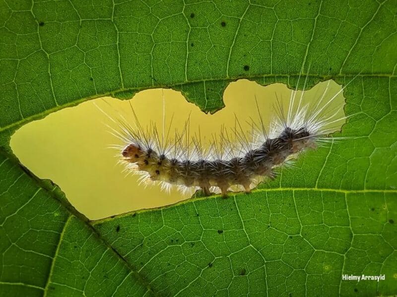 Caterpillar on a green leaf with a hole, macro shot.