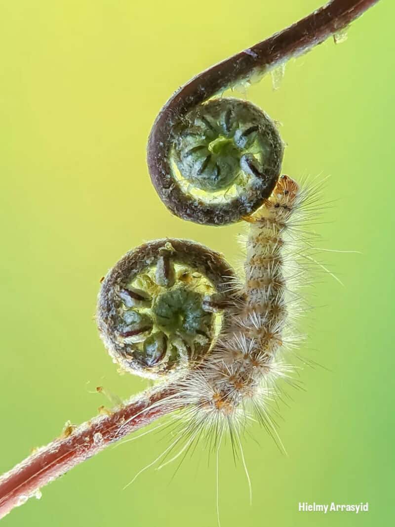 Caterpillar on a fern frond with curled fiddlehead fern tips.