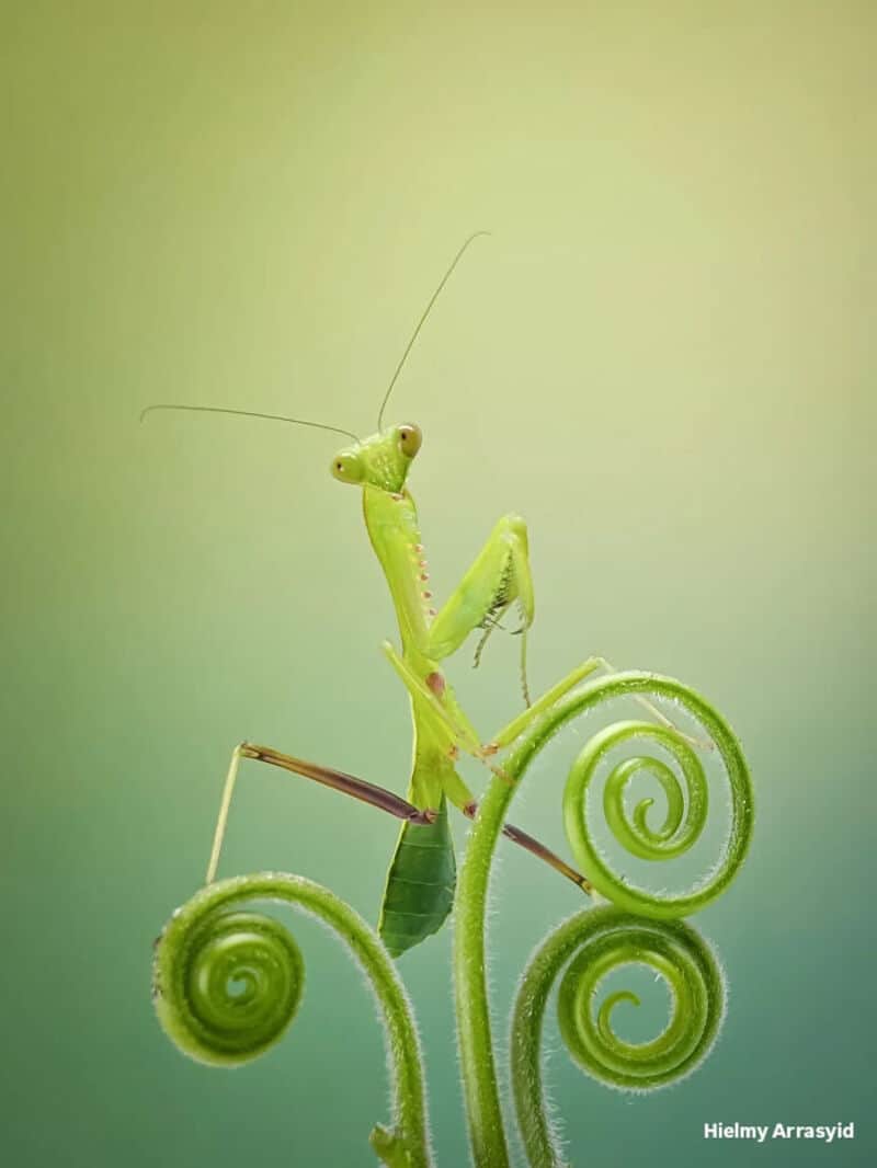 Close-up of a green praying mantis on a curled plant stem.