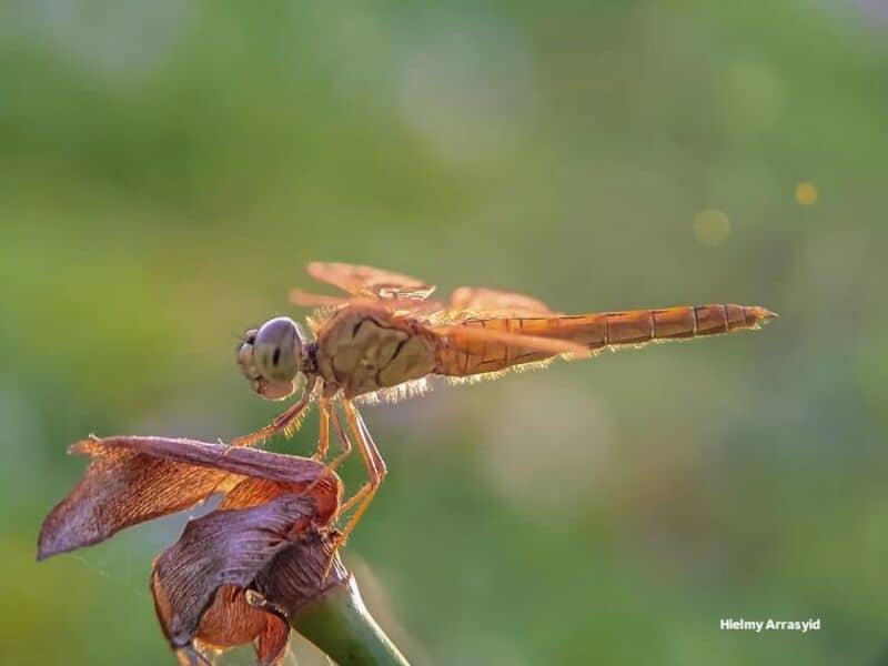 Close-up of a dragonfly perched on a brown insect with a green background.