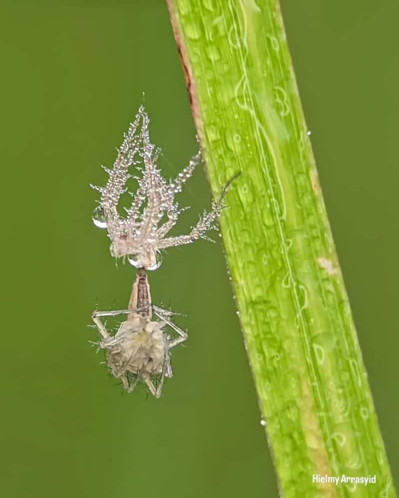 Close-up of a tiny insect on a green grass blade with dew drops.