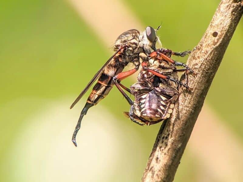 Close-up of a dragonfly catching a small insect on a branch.
