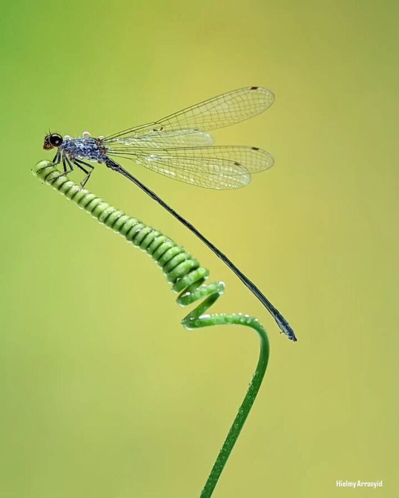 Close-up of a dragonfly perched on a green plant stem.