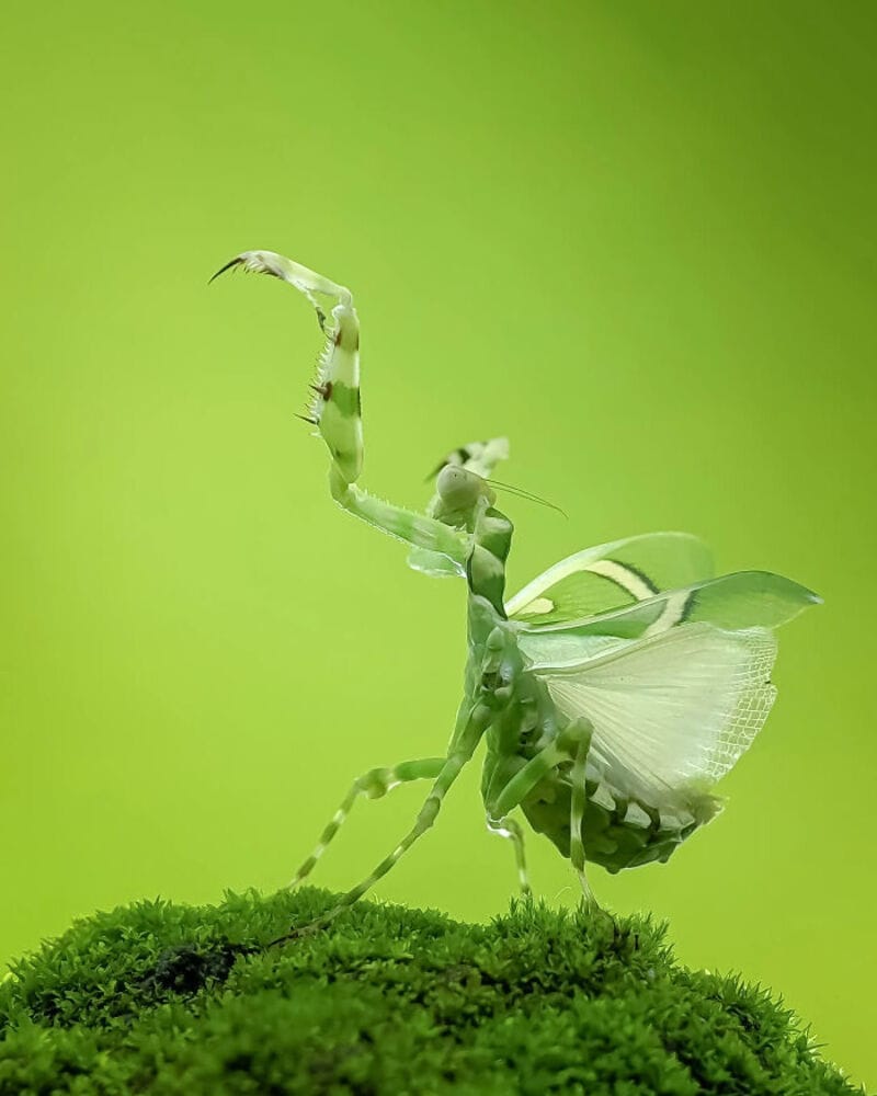 Close-up of a praying mantis with butterfly wings on a green mossy surface.