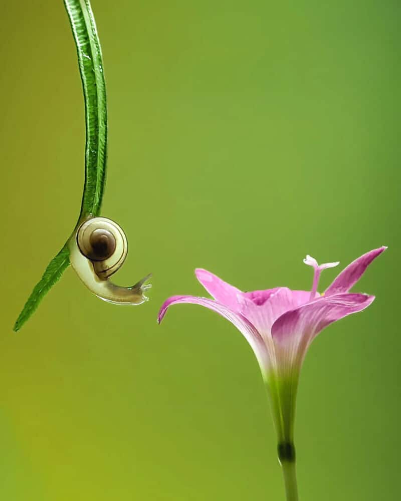 Close-up of a snail on a green plant stem near a pink flower.