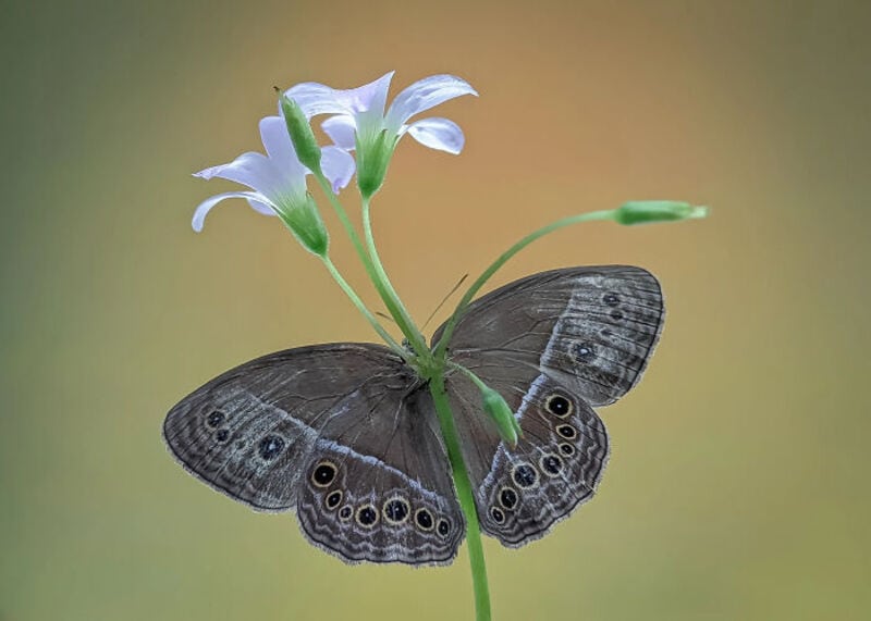 Butterfly with brown wings on a white flower, close-up macro shot.