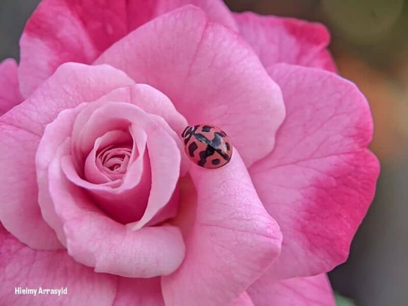 Close-up of a pink rose with a ladybug on one petal.
