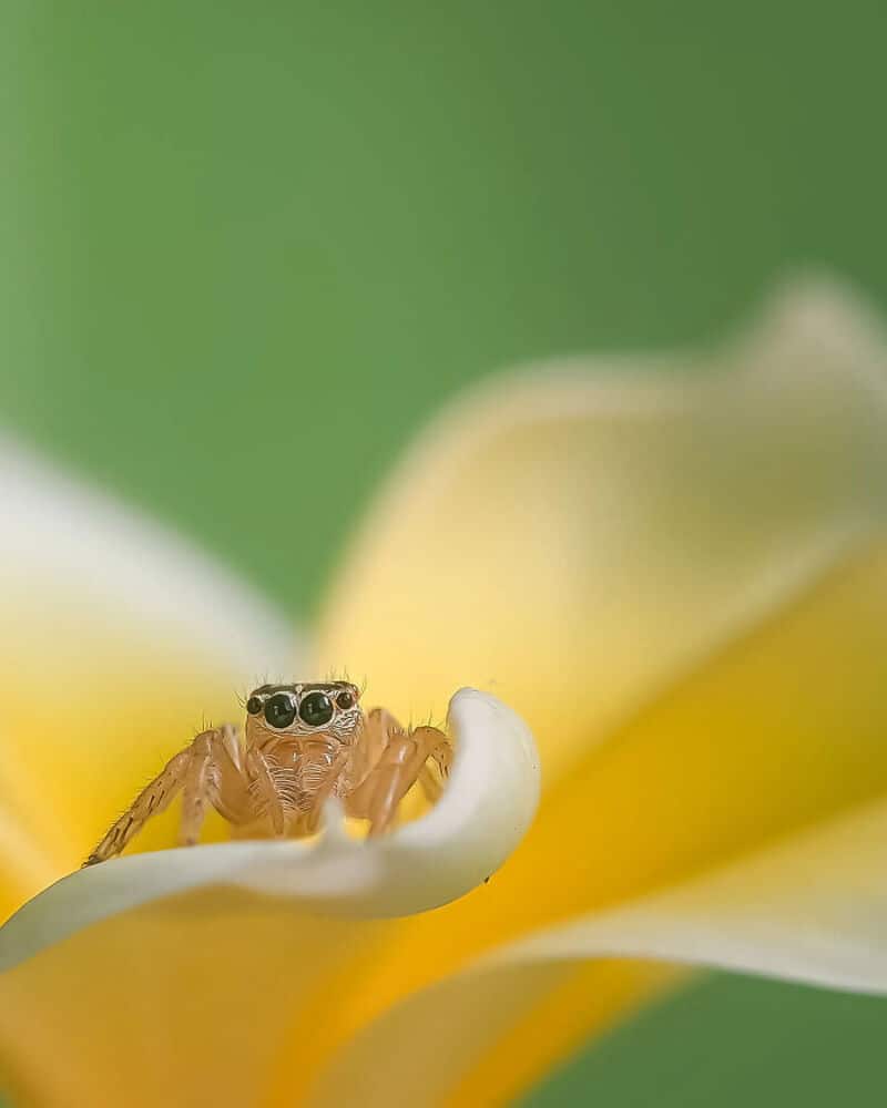 Close-up of a tiny crab on a white flower petal with a green background.