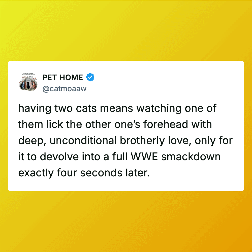 Pet Home tweet about two cats licking each other's foreheads with WWE reference.