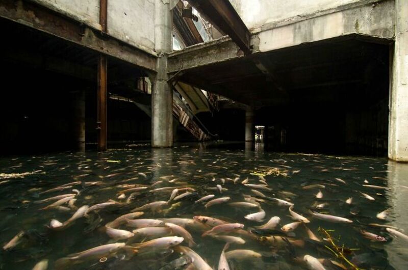 Underground structure with fish swimming in water below concrete beams.