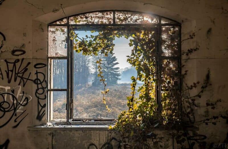 Broken window with graffiti, overgrown plants, and a view of trees outside.
