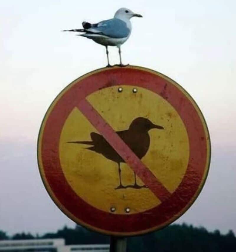 Seagull perched on a 'no birds' sign with a bird silhouette crossed out.