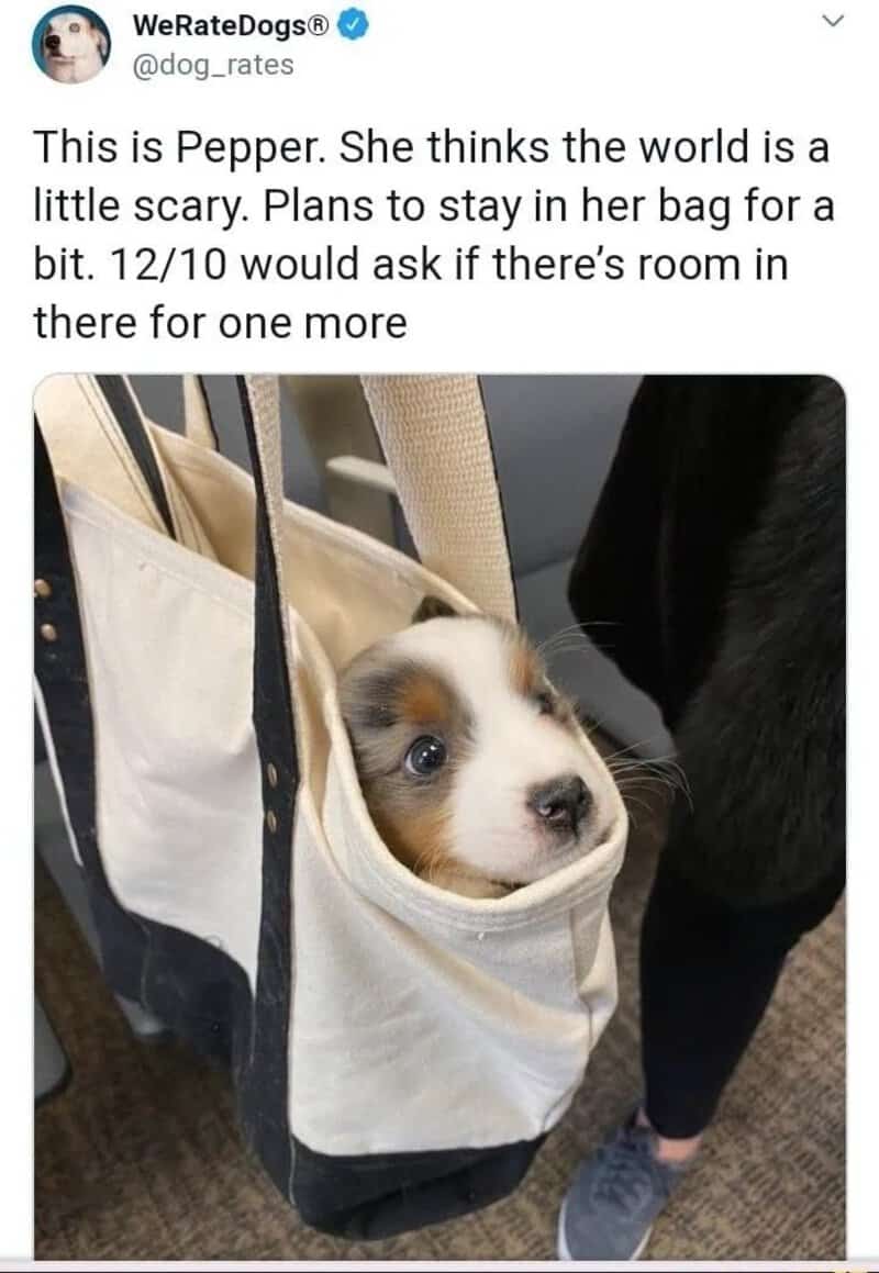 Pepper the puppy in a bag, looking out with a curious expression.