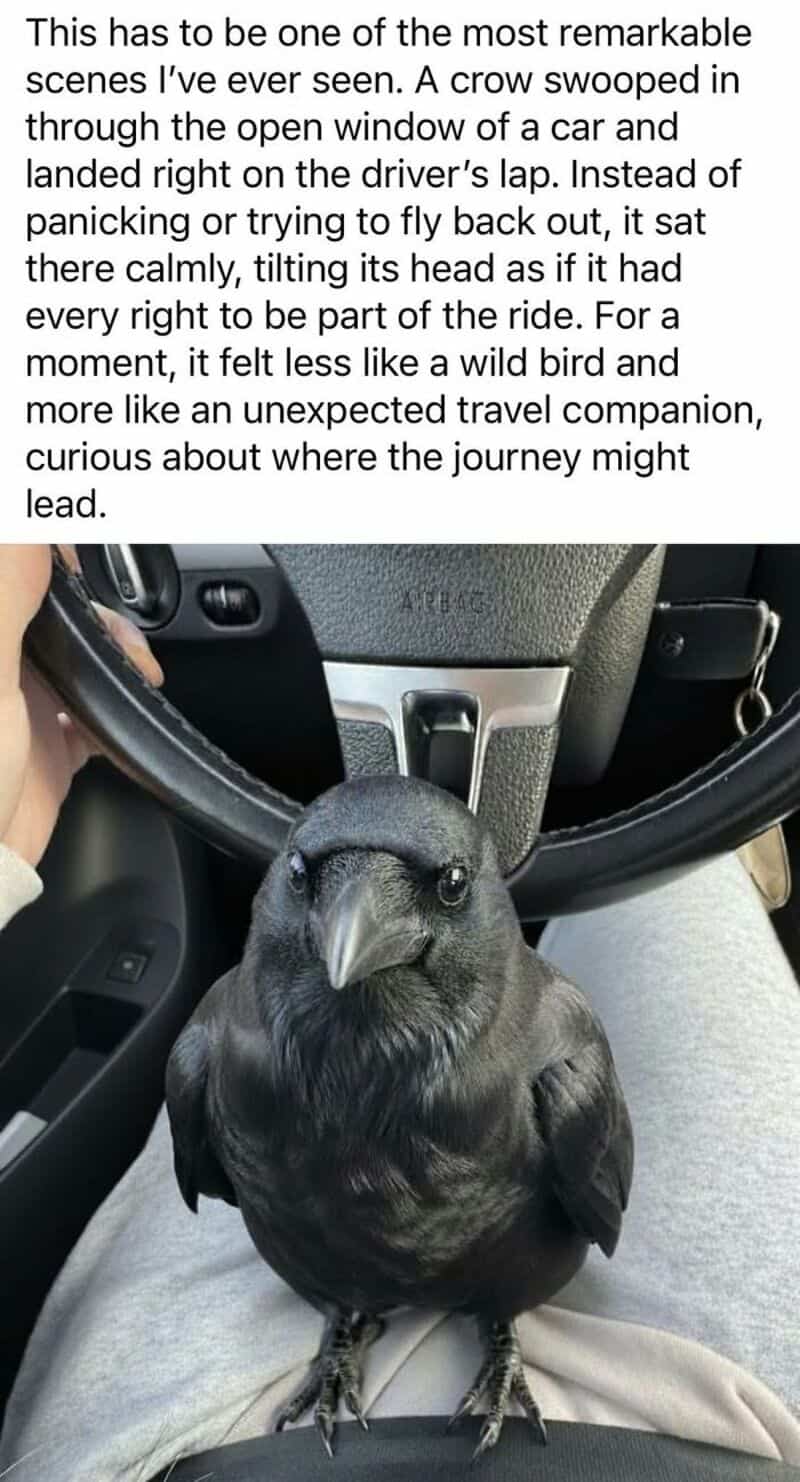 A crow sitting on a car's steering wheel, looking up.