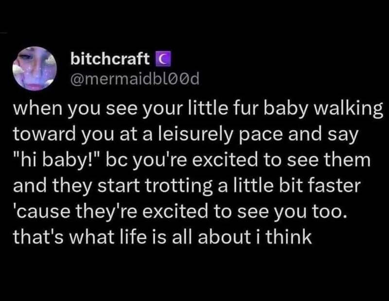 A social media post about a little fur baby walking towards you and wagging its tail.