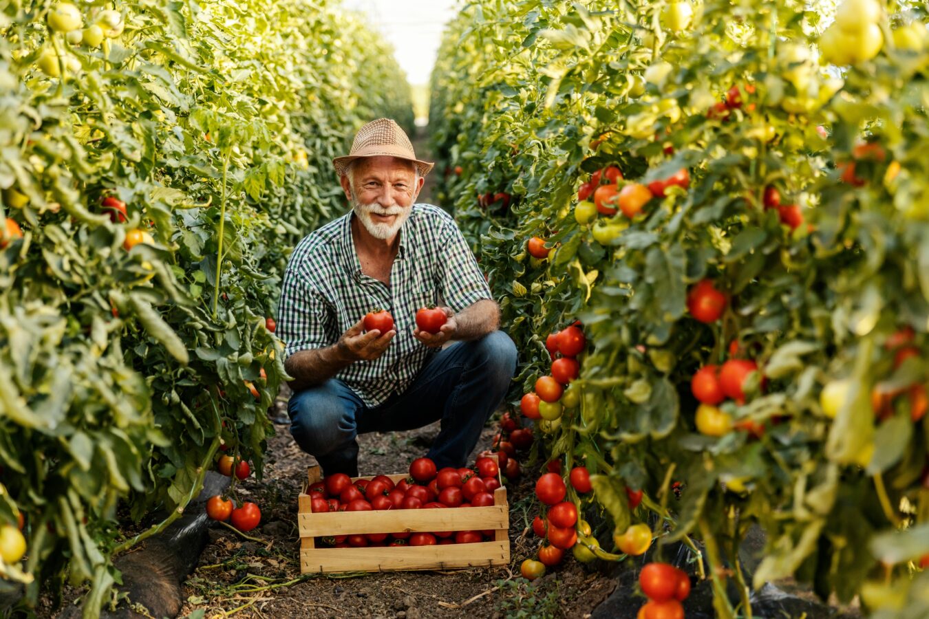 Older man harvesting ripe tomatoes in a lush garden.
