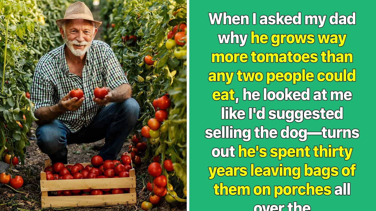 Older man in a tomato garden holding ripe tomatoes, smiling.