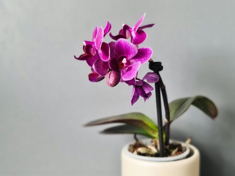 Pink orchid flower in a white pot with a gray background.