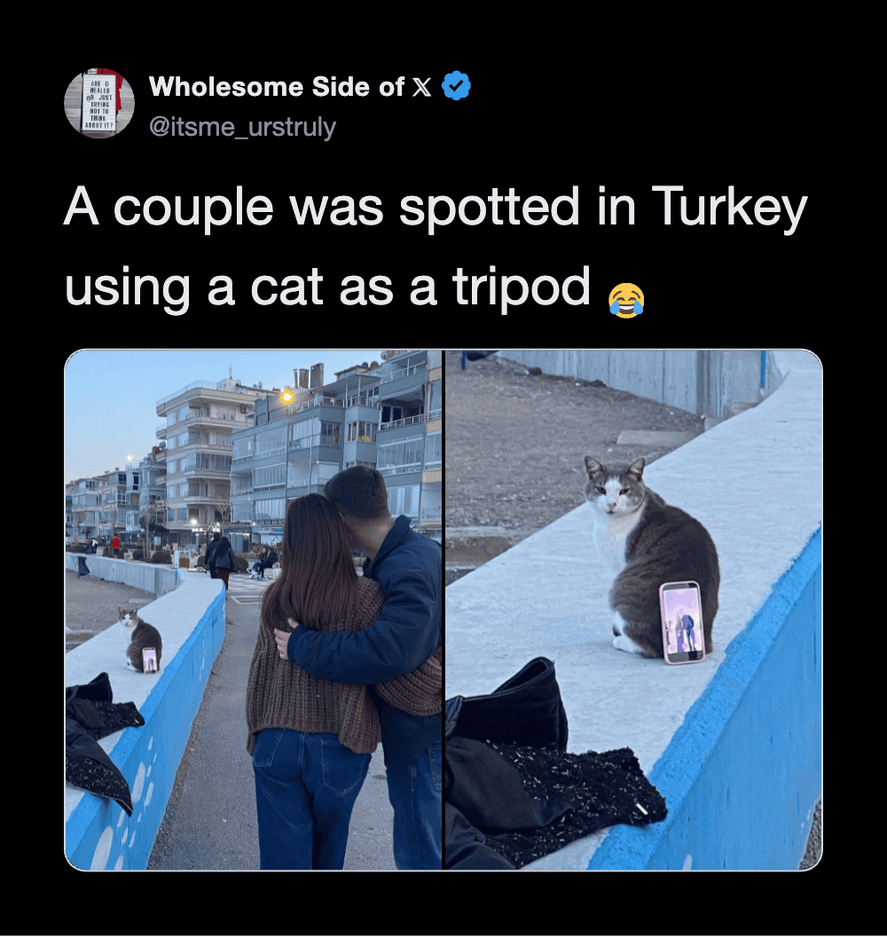 Couple in Turkey using a cat as a tripod for a photo, with a cat sitting on a blue wall.
