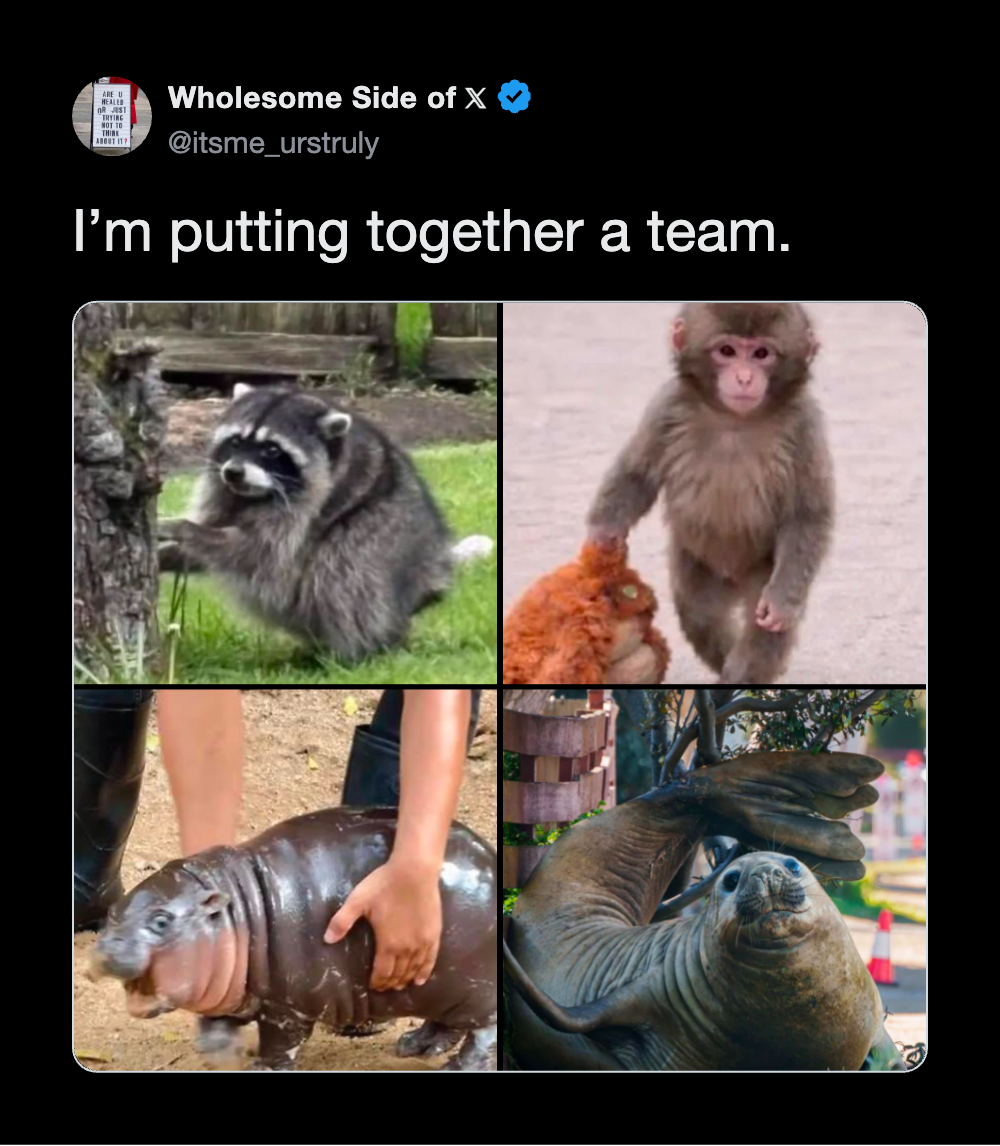Collage of four animals: raccoon, monkey, hippo, and seal, with the caption 'I'm putting together a.